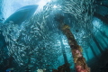   large school fish under jetty Arborek Island Raja Ampat  